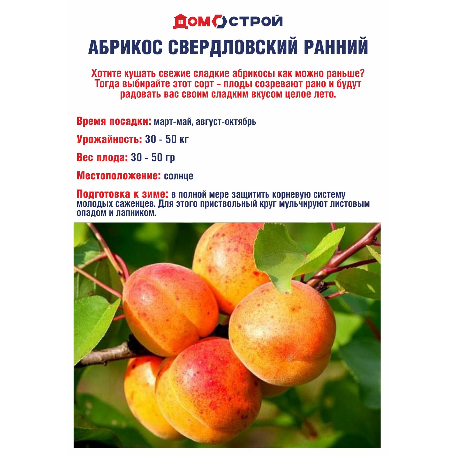 Абрикос Свердловский ранний Саженец 2 года Высота саженца  100-130см