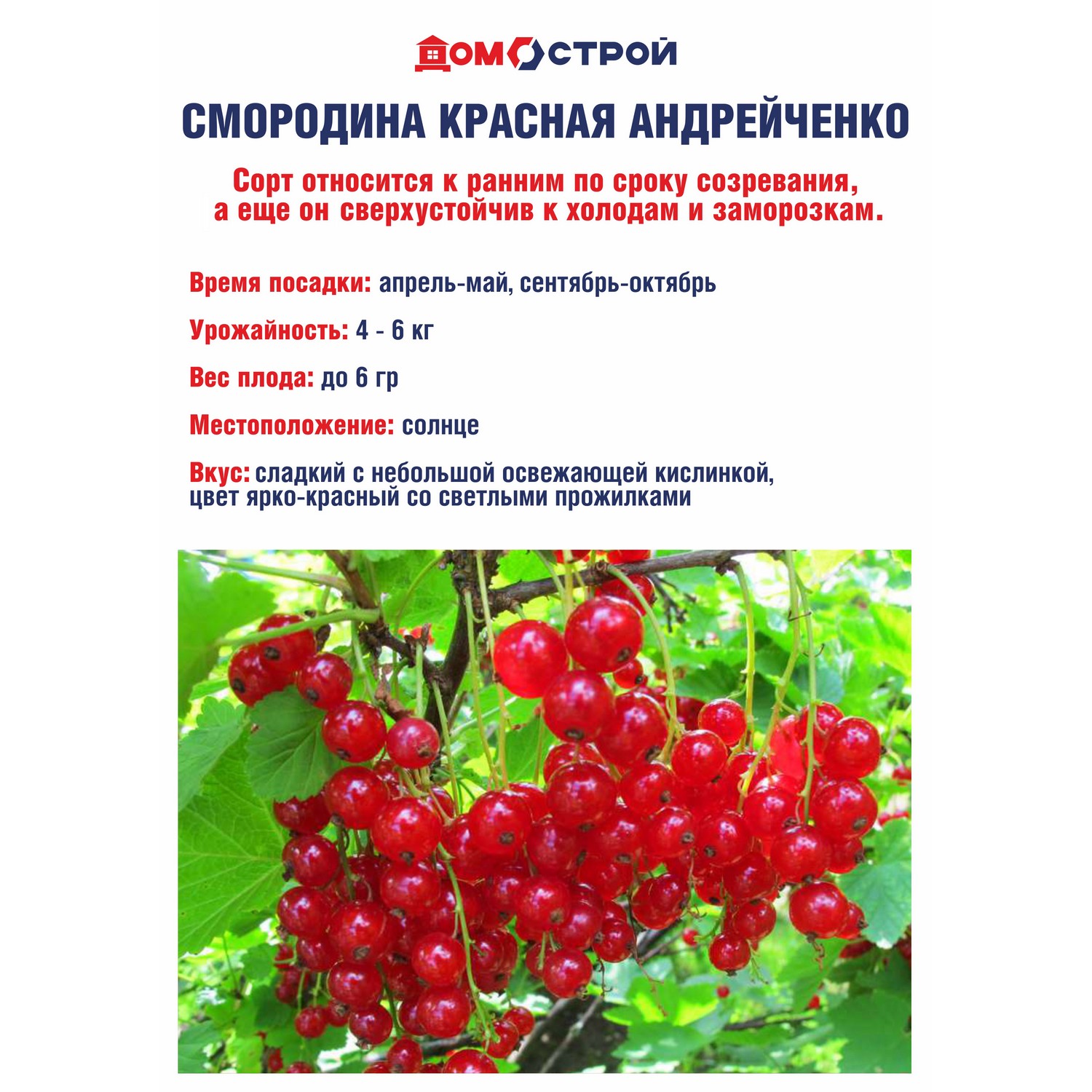 Смородина красная Андрейченко Высота саженца  40-70см на кусте 2-3 ветки