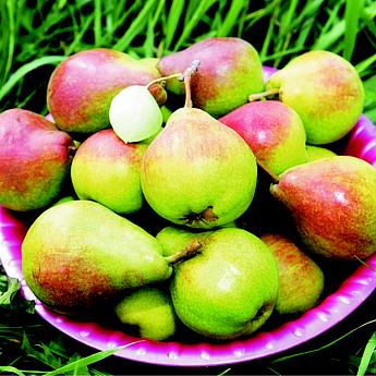 Груша Вековая Саженец 2 года Высота саженца  90-120см