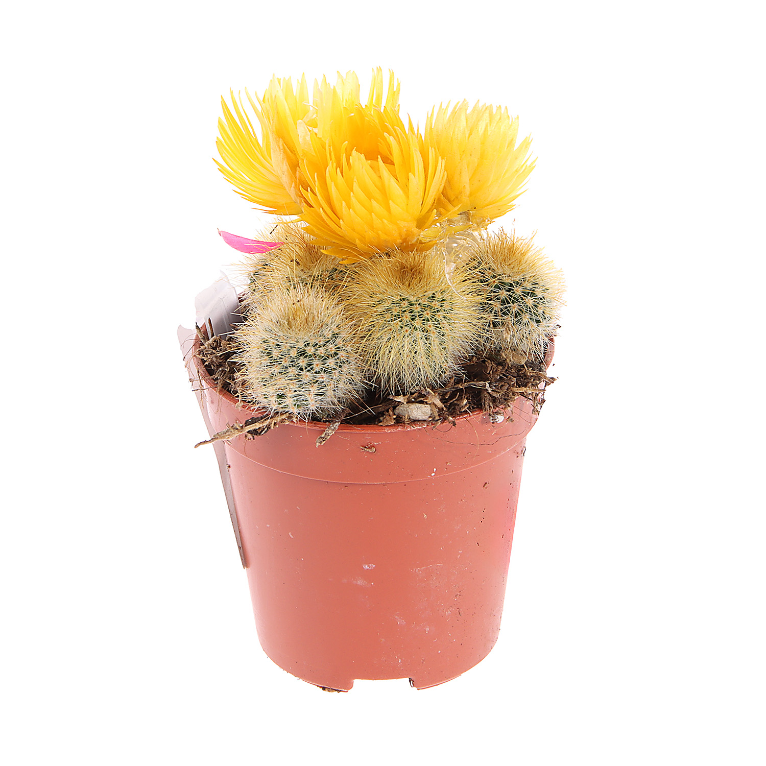 Кактус микс с сухоцветами D6 H8* 1/20