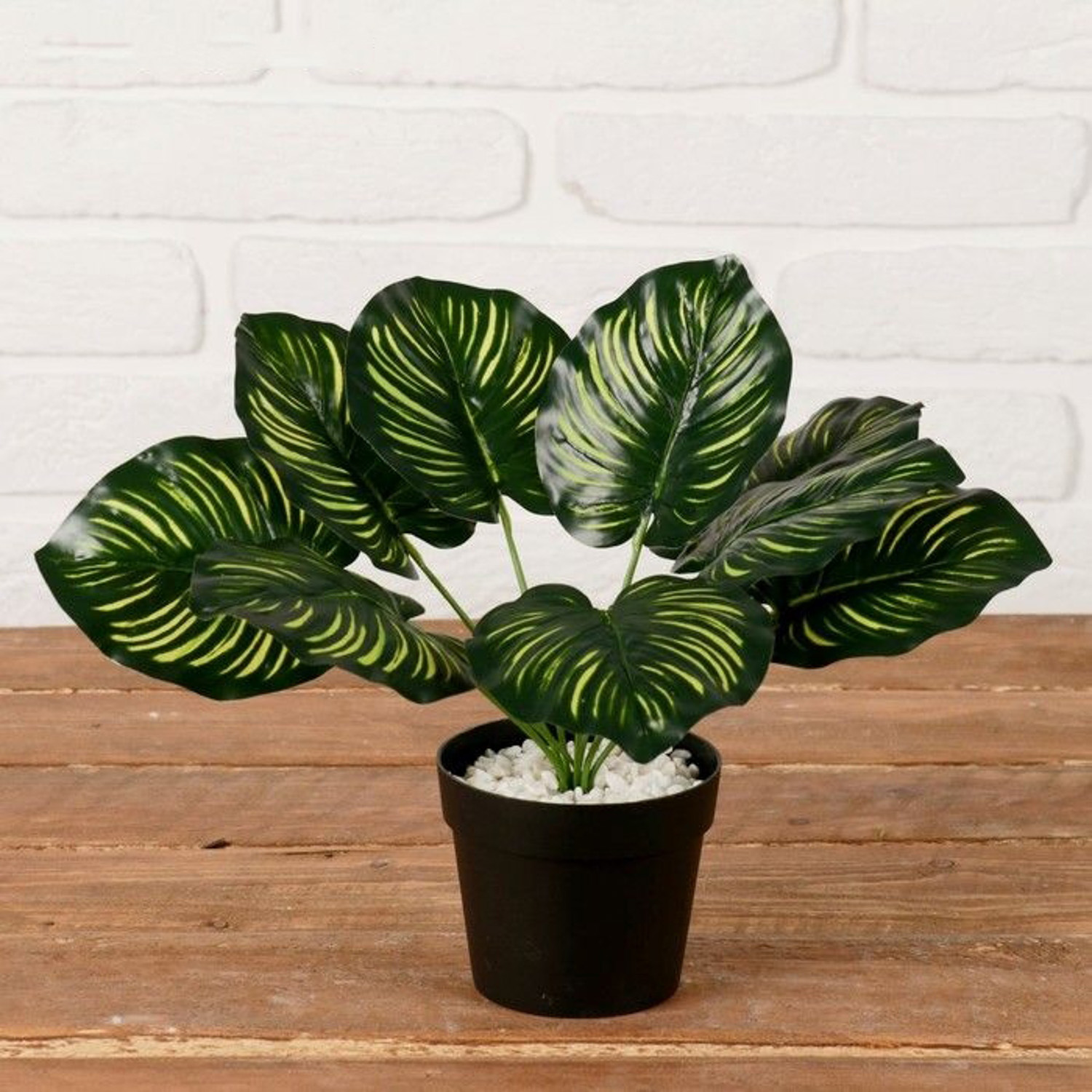 Куст в горшке "Диффенбахия" 9,5*21 см 4457704 Куст в горшке "Диффенбахия" 9,5*21 см 4457704