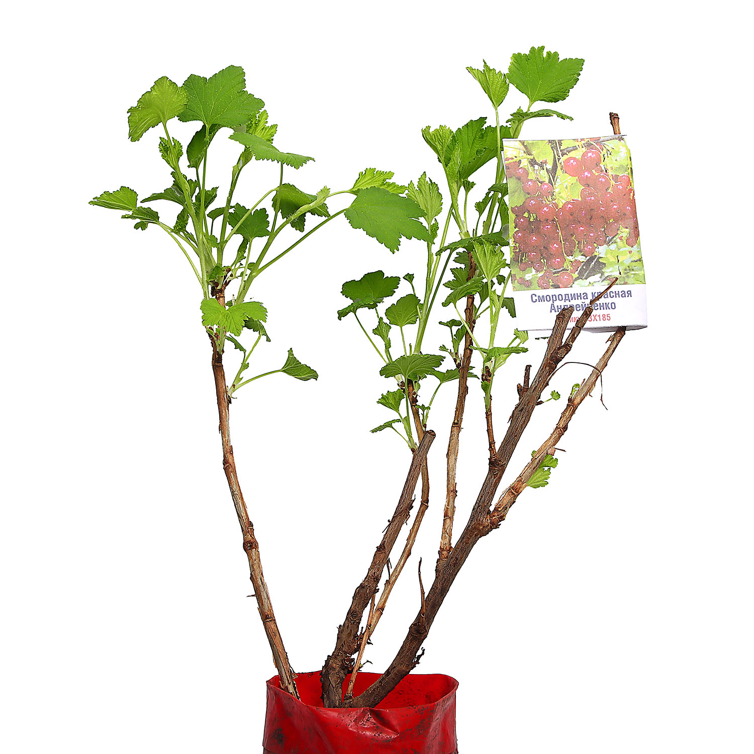 Смородина красная Андрейченко Высота саженца  40-70см на кусте 2-3 ветки