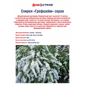 Спирея Грефшейм (серая)