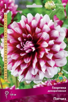 Георгина декоративная Пэтчиз I/К