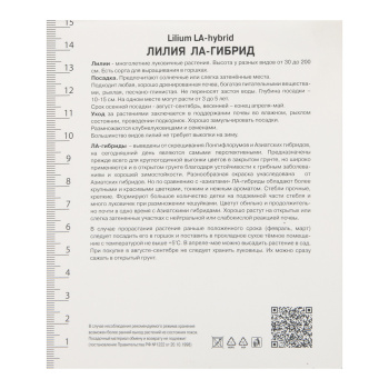 Лилия ЛА-Гибрид Индиан Саммерсет 14-16/2шт