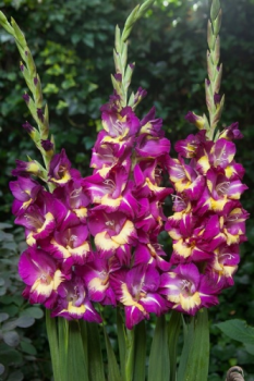 Гладиолус Сишор 12-14/К 5шт