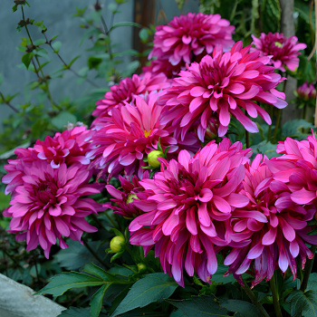 Георгина декоративная Гэллери Ренуар I/К