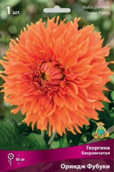 Георгина бахромчатая Ориндж Фубуки IК
