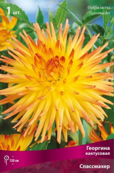 Георгина кактусовая Спассмахер I/К